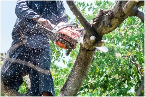 tree services Lebanon